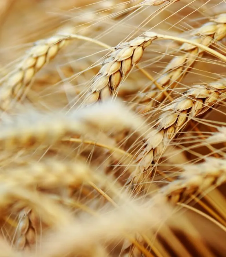 dotace a projekty zemědělství